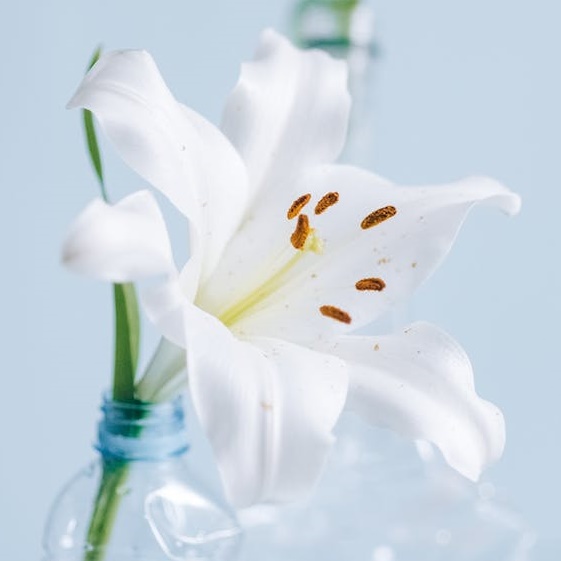 Zapach białej lilii Septima Fresh 2 / Pureco